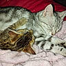 bedding, blanket, cat, closeup, cozy, cuddling, domestic_animal, ears, friendship, fur, indoor, kitten, mammal, nap, paw, pet, pink_blanket, sleeping, snuggling, whiskers
