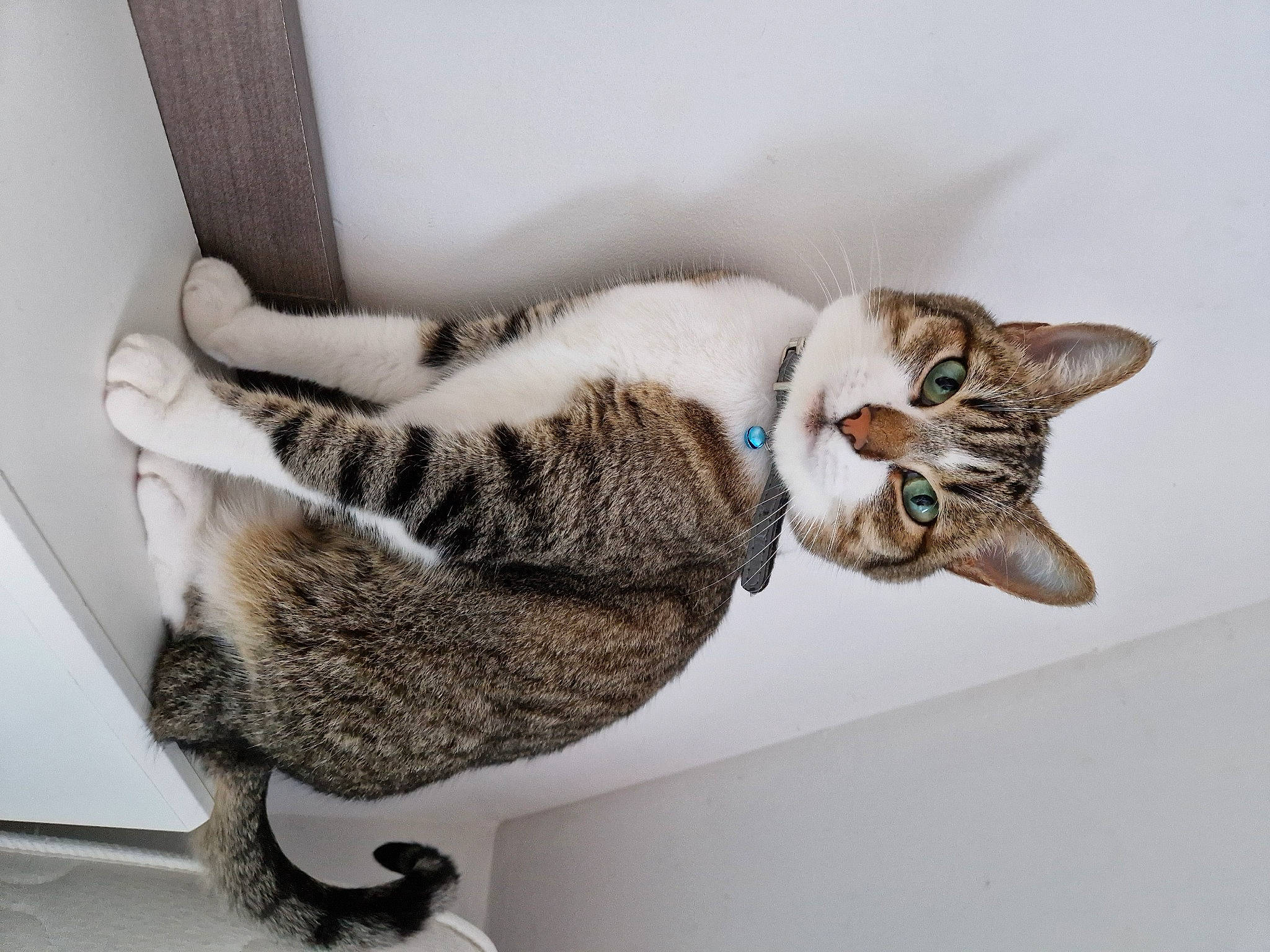 Lakao a rejoint le concours — aidez-le/la à gagner de superbes lots ! carnivore, cat, claw, comfort, domestic_short_haired_cat, felidae, fur, grey, mammal, paw, small_to_medium_sized_cats, snout, tail, vertebrate, whiskers, window