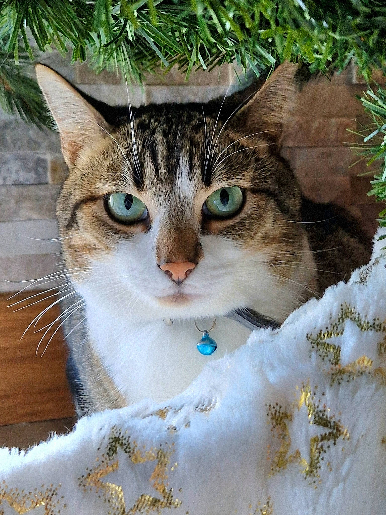 Lakao a rejoint le concours — aidez-le/la à gagner de superbes lots ! art, carnivore, cat, collar, domestic_short_haired_cat, fawn, felidae, fur, grass, iris, photo_caption, plant, small_to_medium_sized_cats, snout, tail, terrestrial_animal, tree, whiskers, wildlife, window