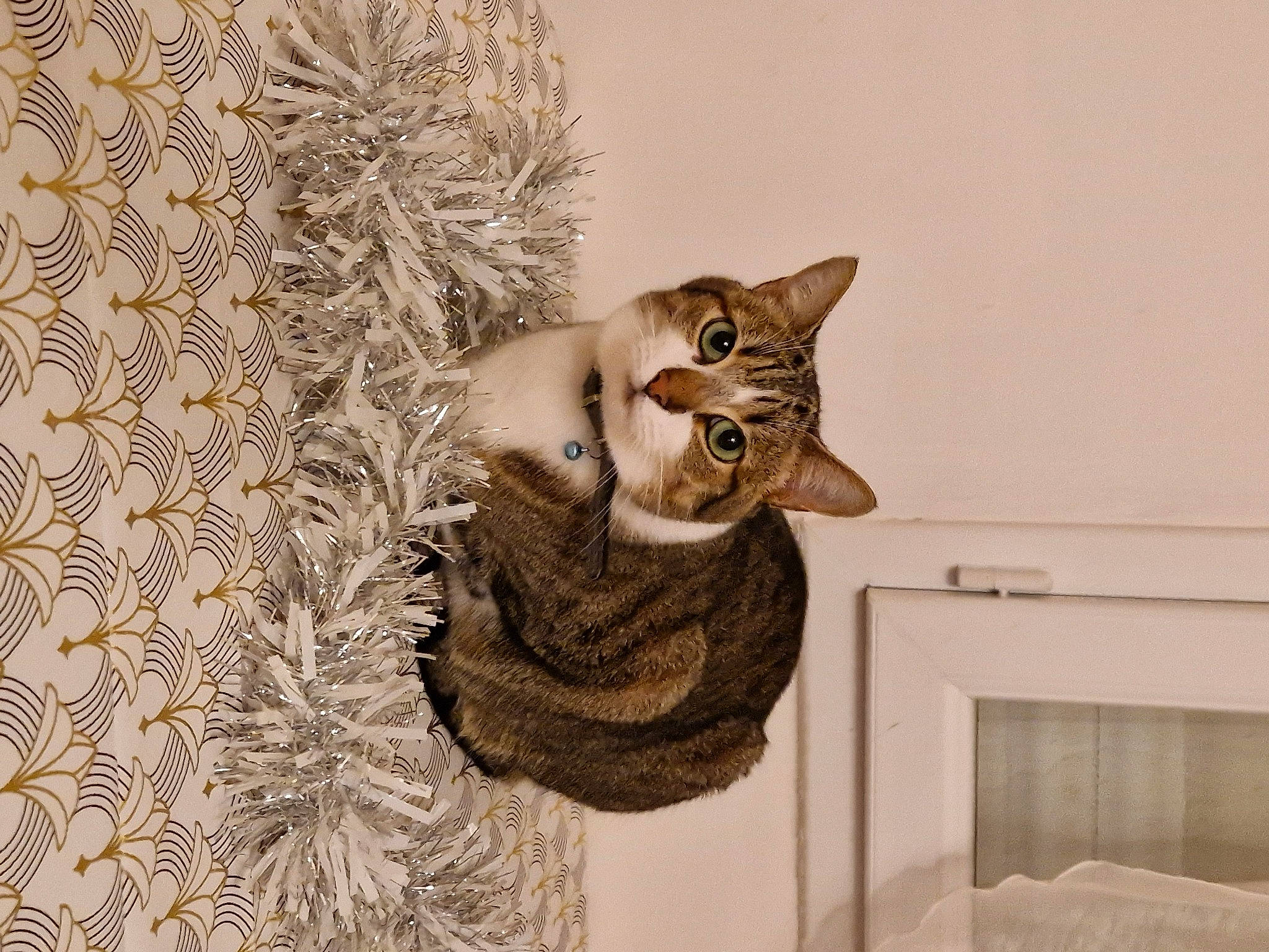 Lakao participe au concours pour gagner de l'argent avec cette photo : art, carnivore, cat, domestic_short_haired_cat, fawn, felidae, fur, grey, illustration, pattern, plant, sculpture, small_to_medium_sized_cats, snout, tail, visual_arts, whiskers, wildlife, window, wood