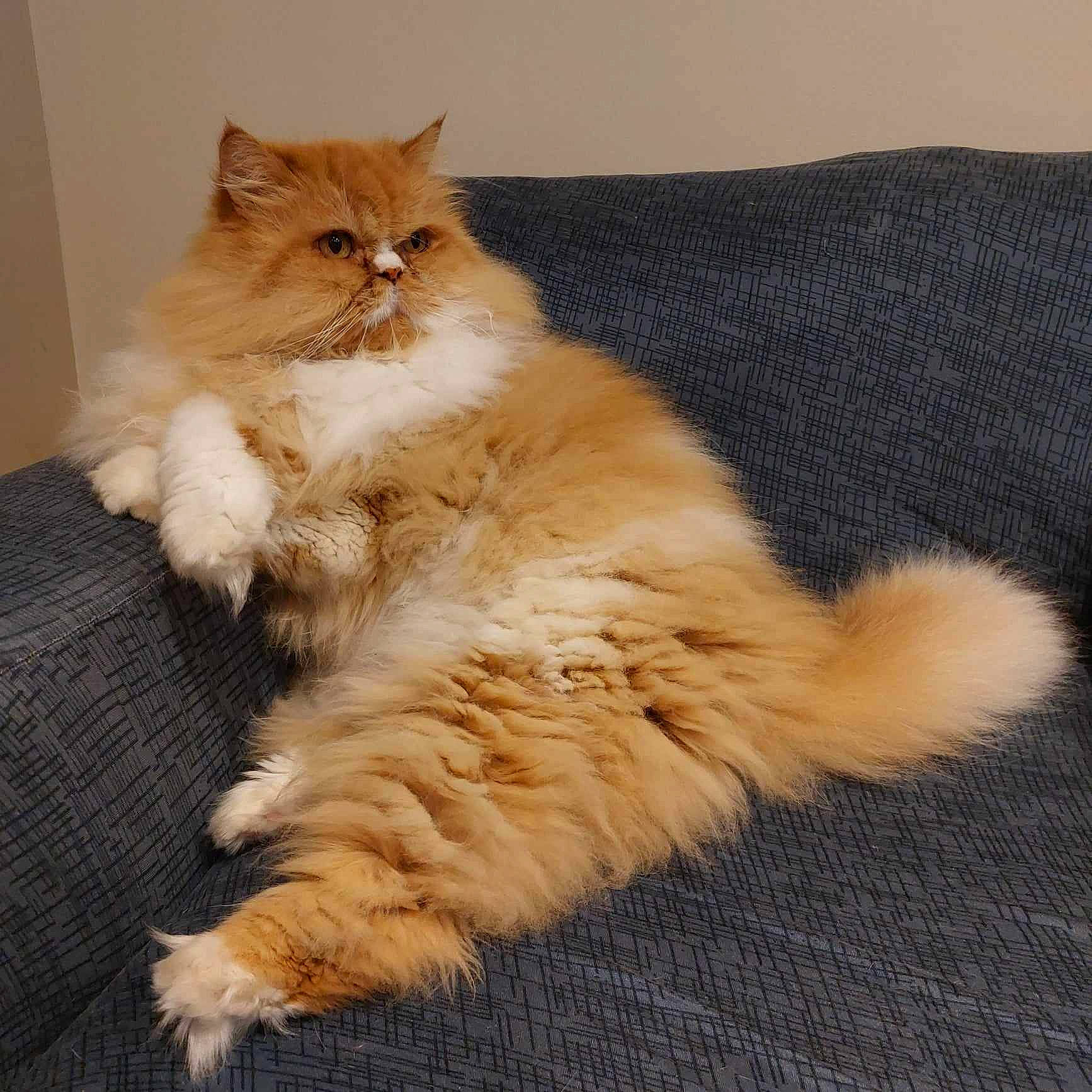 Chamallow participe au concours pour gagner de l'argent avec cette photo : british_longhair, carnivore, cat, claw, comfort, fawn, felidae, fur, paw, small_to_medium_sized_cats, tail, terrestrial_animal, whiskers, wood