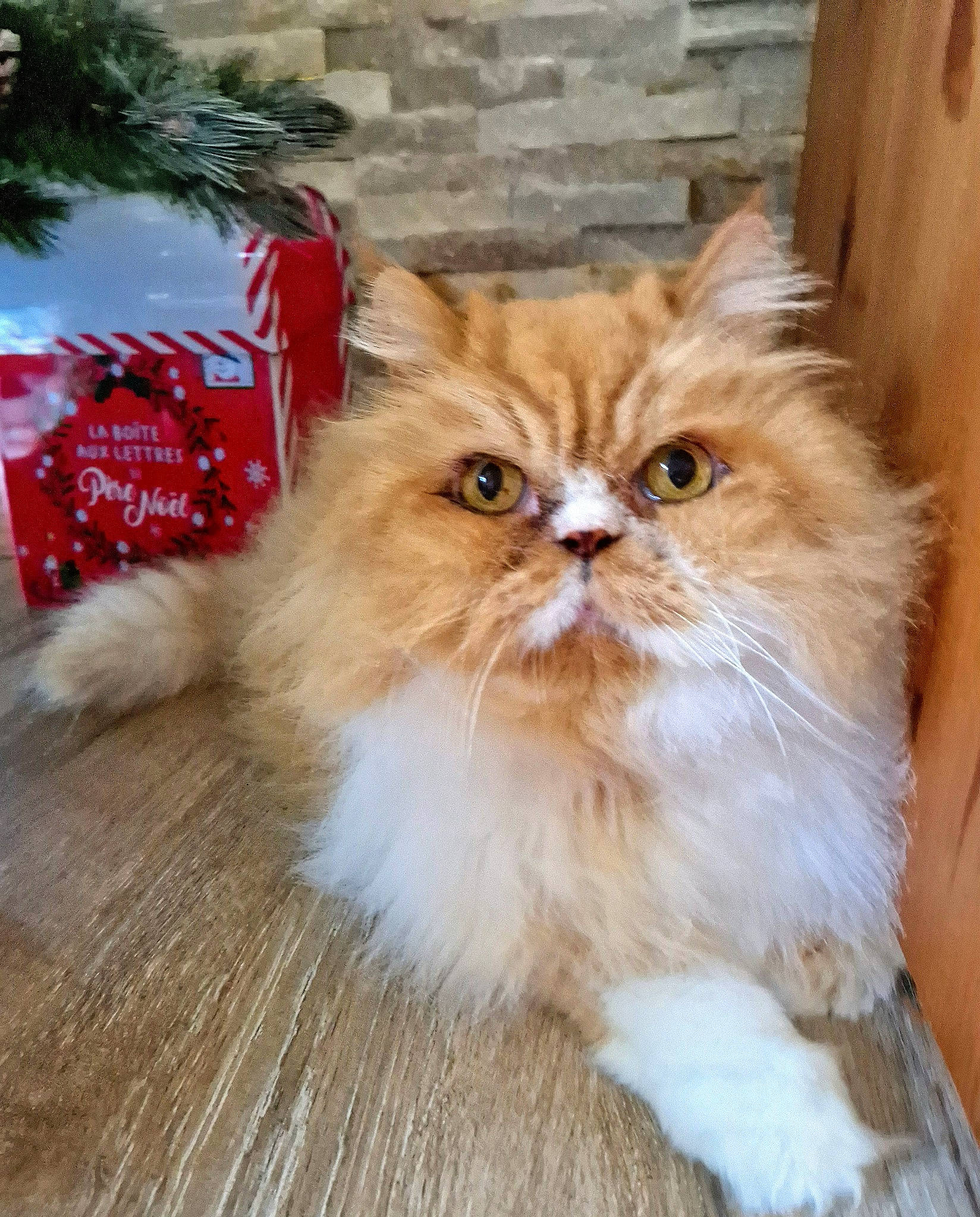 Chamallow participe au concours pour gagner de l'argent avec cette photo : british_longhair, carnivore, cat, event, fawn, felidae, fur, hardwood, persian, plant, small_to_medium_sized_cats, snout, varnish, whiskers, window, wood