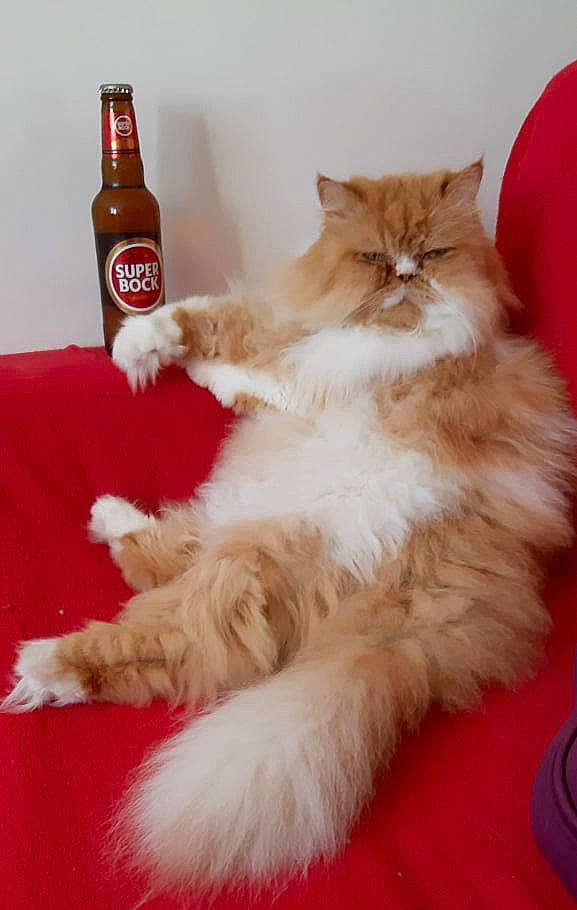 Chamallow a rejoint le concours — aidez-le/la à gagner de superbes lots ! bottle, carnivore, cat, claw, comfort, companion_dog, domestic_short_haired_cat, drink, fawn, felidae, flooring, fur, hardwood, paw, persian, small_to_medium_sized_cats, snout, tail, whiskers, wood