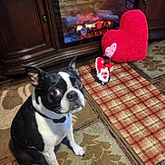 Jj. is registered to the contest to win money with this photo: dog, boston_terrier, pet, indoor, fireplace, heart_pillow, valentine, decor, carpet, curious, black_and_white, animal, cute, sitting, wooden_cabinet, home, cozy, living_room, furniture, portrait