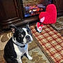 Jj. is registered to the contest to win money with this photo: animal, black_and_white, boston_terrier, carpet, cozy, curious, cute, decor, dog, fireplace, furniture, heart_pillow, home, indoor, living_room, pet, portrait, sitting, valentine, wooden_cabinet