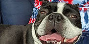 Jj. joined the competition — help win amazing prizes! black_and_white, boston_terrier, canine, close_up, collar, companion, couch, cute, dog, domestic_animal, friendly, happy, indoor, person, pet, relaxed, seated, smiling, tie_dye_shirt, tongue_out