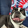 Jj. joined the competition — help win amazing prizes! black_and_white, boston_terrier, canine, close_up, collar, companion, couch, cute, dog, domestic_animal, friendly, happy, indoor, person, pet, relaxed, seated, smiling, tie_dye_shirt, tongue_out