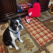 Jj. joined the competition — help win amazing prizes! animal, black_and_white, boston_terrier, carpet, cozy, cute, decor, dog, ears_up, fireplace, floor, fur, heart_pillow, home, indoor, looking_up, pet, sitting, valentine_decoration, warm