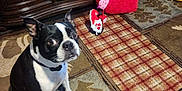 Jj. joined the competition — help win amazing prizes! animal, black_and_white, boston_terrier, carpet, cozy, cute, decor, dog, ears_up, fireplace, floor, fur, heart_pillow, home, indoor, looking_up, pet, sitting, valentine_decoration, warm