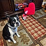 Jj. joined the competition — help win amazing prizes! animal, black_and_white, boston_terrier, carpet, cozy, cute, decor, dog, ears_up, fireplace, floor, fur, heart_pillow, home, indoor, looking_up, pet, sitting, valentine_decoration, warm