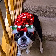 Jj. joined the competition — help win amazing prizes! dog, boston_terrier, pet, stairs, carpet, hat, holiday_hat, red, white, pom_poms, wooden_railings, indoor, looking_up, smiling, cute, animal, fur, face, four_legs, house
