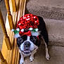 Jj. joined the competition — help win amazing prizes! animal, boston_terrier, carpet, cute, dog, face, four_legs, fur, hat, holiday_hat, house, indoor, looking_up, pet, pom_poms, red, smiling, stairs, white, wooden_railings