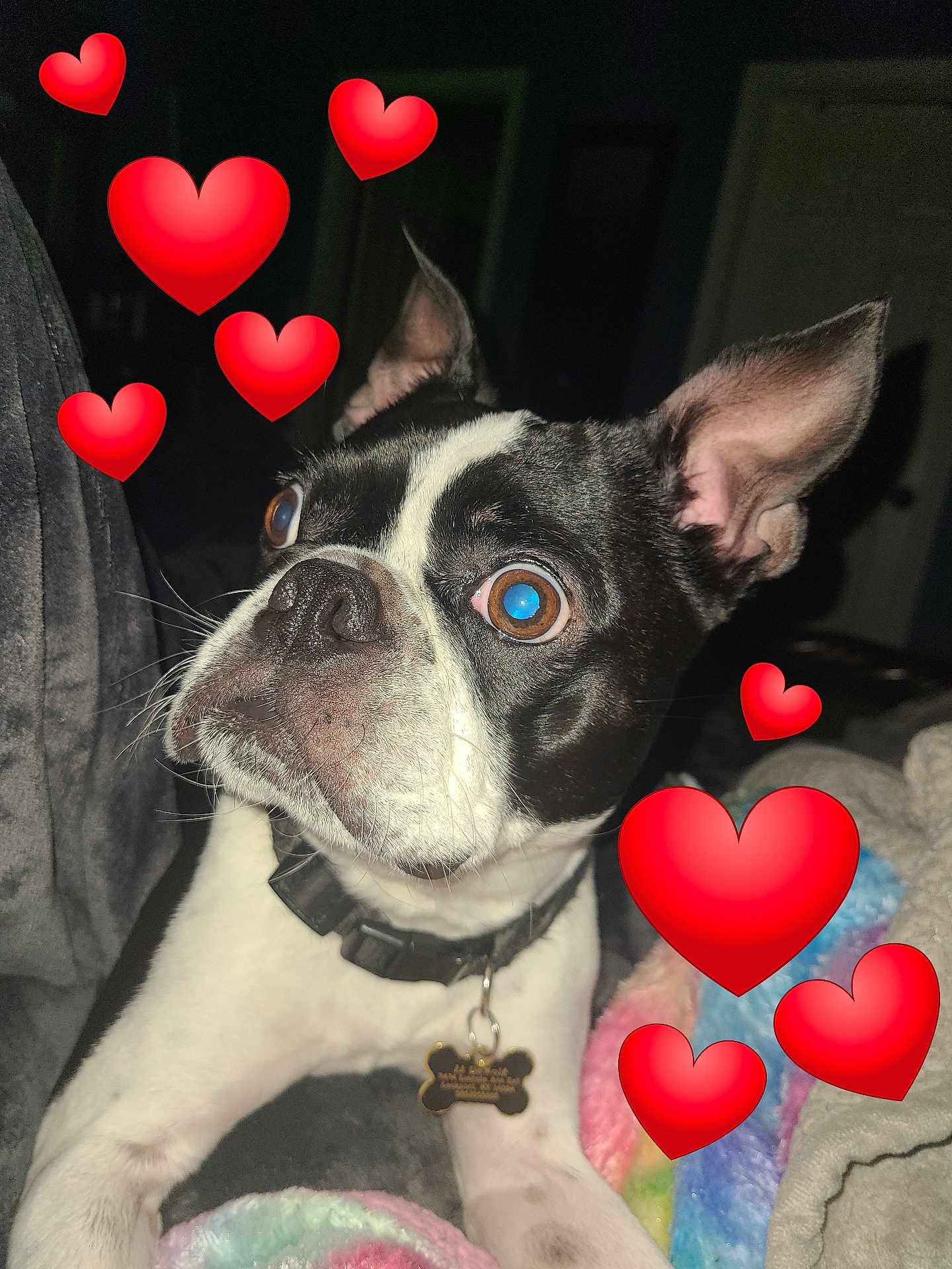 Jj. is registered to the contest to win money with this photo: dog, boston_terrier, pet, animal, black_and_white, collar, heart_emoji, blanket, indoor, close_up, cute, wide_eyes, fur, ears, nose, whiskers, sleeping_area, domestic_animal, companion, portrait