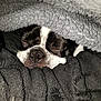 Jj. joined the competition — help win amazing prizes! animal, black_and_white, blanket, closeup, comfort, cozy, cute, dog, face, fur, fur_texture, indoor, nose, pet, relaxed, resting, sleeping, snuggled, soft, warm