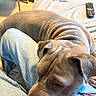 Sugar is registered to the contest to win money with this photo: dog, pet, lap, resting, wrinkles, gray_dog, jeans, colorful_clothing, polka_dots, floral_pattern, bed, remote_control, chair, indoor, cozy, relaxed, person, casual, animal, home
