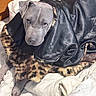 dog, gray_dog, blanket, leopard_print, black_fabric, wooden_furniture, cushion, indoors, pet, cozy, lying_down, fur, canine, bedroom, comfort, relaxed, looking_up, domestic_animal, soft_texture, resting