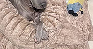 Sugar joined the competition — help win amazing prizes! animal, blanket, comfort, cozy, cute, dog, floor, fur, gray_dog, home, indoor, minion_toy, paws, pet, plush_toy, relaxed, resting, soft_texture, toy, wooden_cabinet
