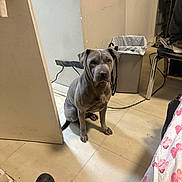 Sugar joined the competition — help win amazing prizes! dog, gray_dog, sitting, floor, indoor, tile_floor, door, trash_bin, chair, shoe, black_shoes, wall, leash, cord, room, household, pet, fur, canine, waiting