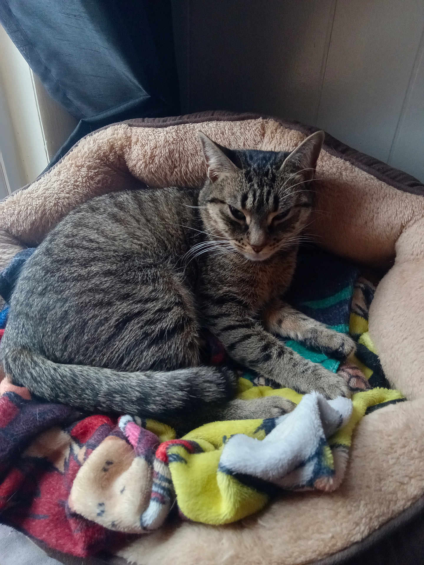 Peanut is registered to the contest to win money with this photo: cat, tabby, pet, bed, blanket, cozy, indoor, whiskers, tail, paws, fur, stripes, relaxed, sleeping_spot, cushion, window, curtain, portrait, close_up, domestic_animal