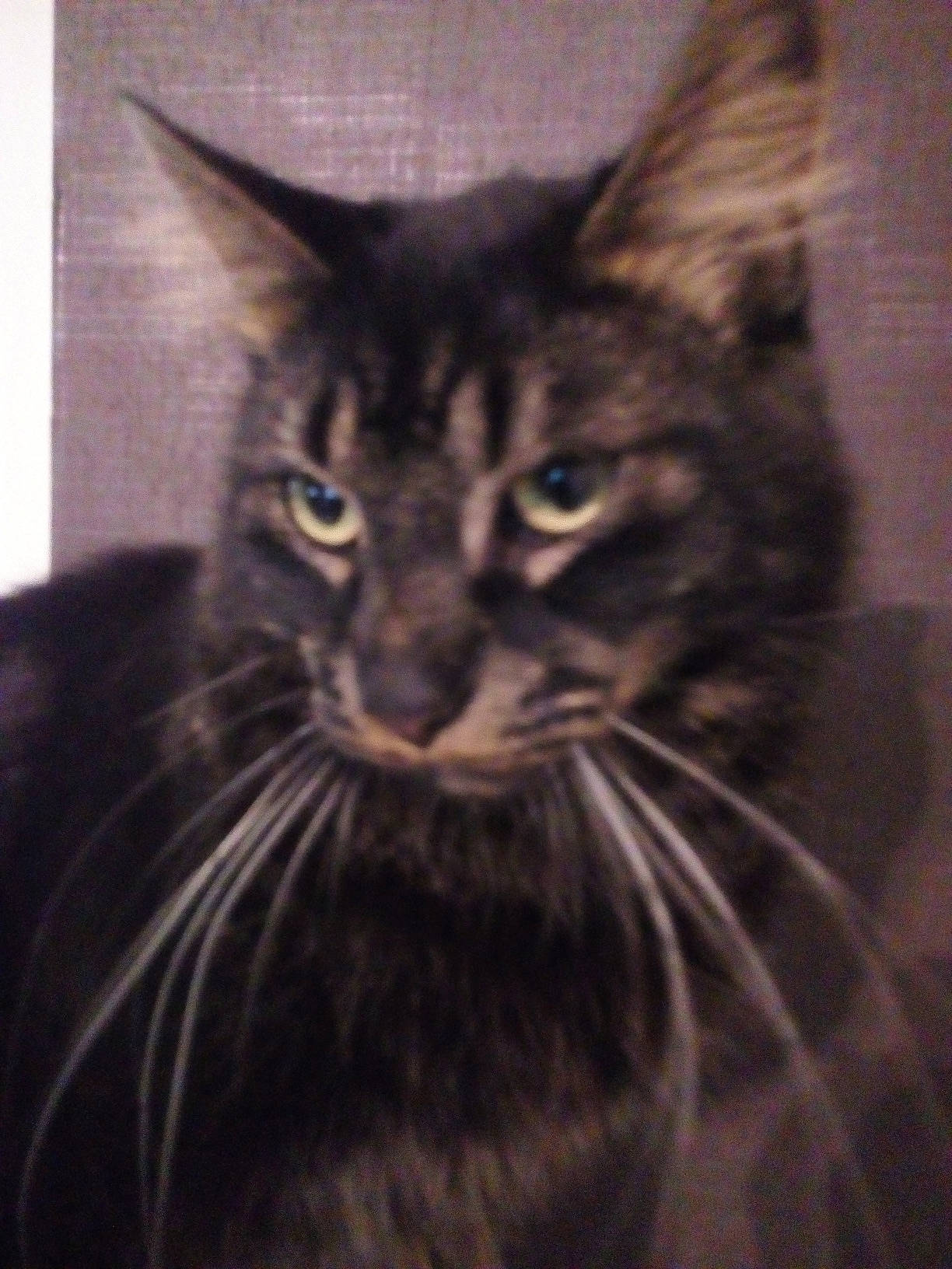 Diablo participe au concours pour gagner de l'argent avec cette photo : asian, black_cat, carnivore, cat, domestic_short_haired_cat, dragon_li, european_shorthair, felidae, kitten, maine_coon, mammal, oriental_longhair, small_to_medium_sized_cats, snout, tabby_cat, vertebrate, whiskers