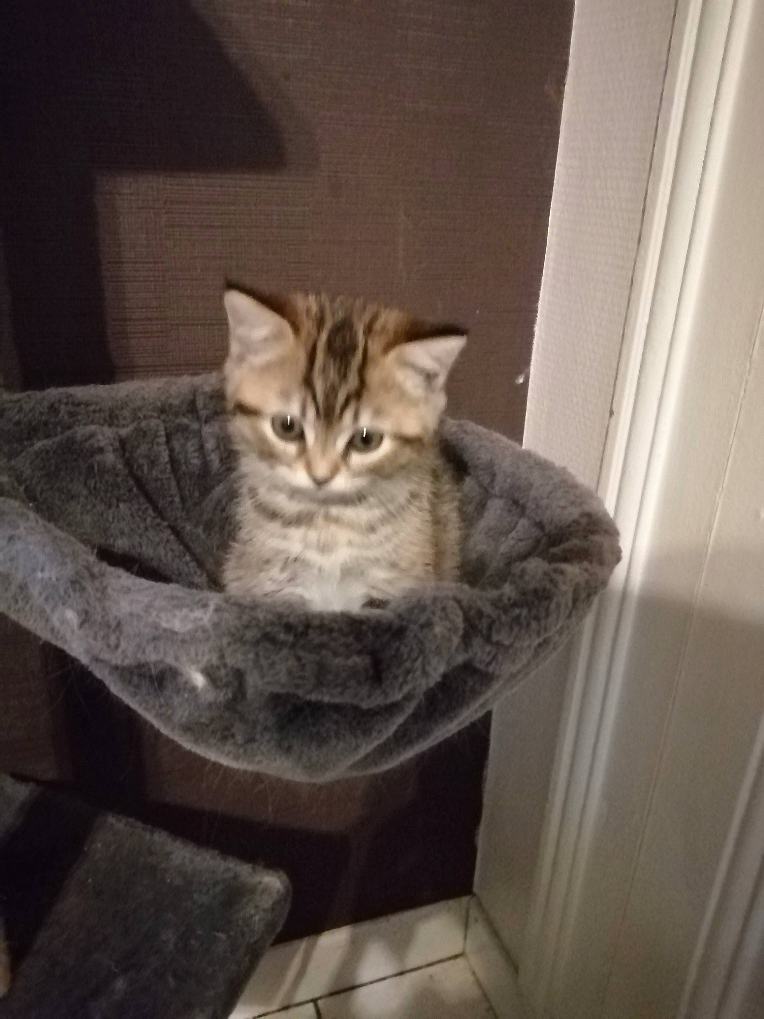 Puncky participe au concours pour gagner de l'argent avec cette photo : aegean_cat, american_shorthair, asian, carnivore, cat, domestic_short_haired_cat, dragon_li, european_shorthair, fawn, felidae, kitten, mammal, pixie_bob, polydactyl_cat, siberian, small_to_medium_sized_cats, tabby_cat, tail, whiskers