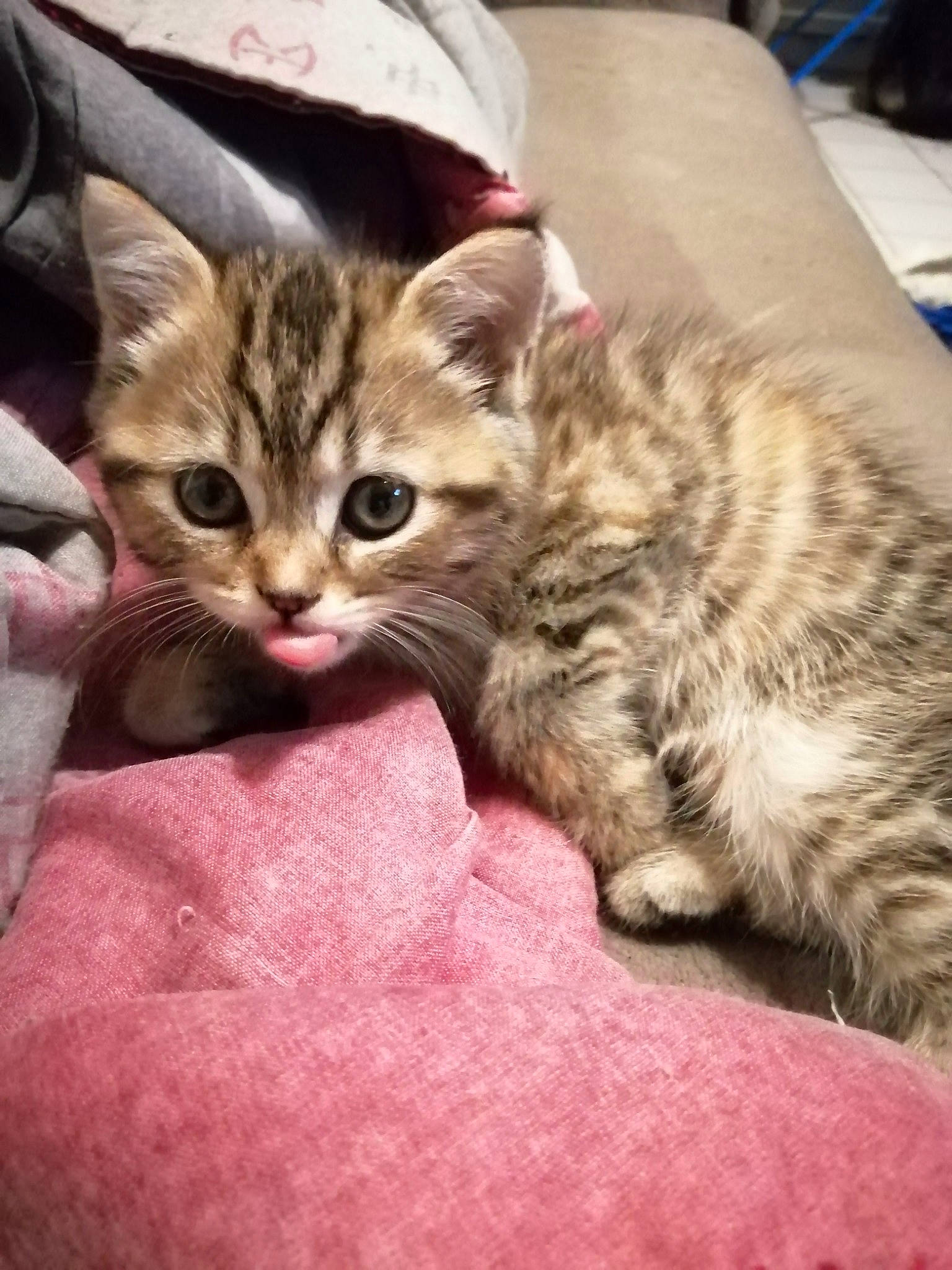 Puncky a rejoint le concours — aidez-le/la à gagner de superbes lots ! american_shorthair, arabian_mau, asian, australian_mist, california_spangled, carnivore, cat, domestic_short_haired_cat, dragon_li, egyptian_mau, european_shorthair, felidae, kitten, mammal, pixie_bob, siberian, small_to_medium_sized_cats, tabby_cat, vertebrate, whiskers