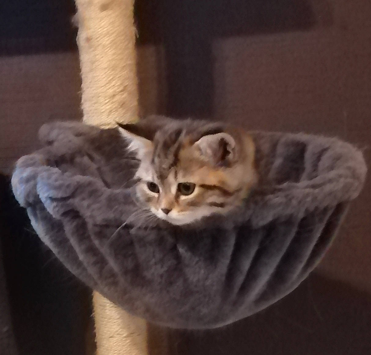 Puncky participe au concours pour gagner de l'argent avec cette photo : american_shorthair, asian, australian_mist, british_shorthair, carnivore, cat, domestic_short_haired_cat, dragon_li, european_shorthair, fawn, felidae, fur, kitten, munchkin, ocicat, pixie_bob, small_to_medium_sized_cats, tabby_cat, tail, whiskers