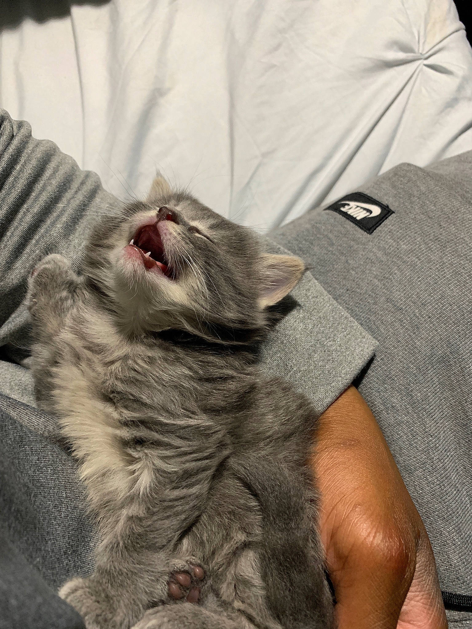 Aphrodite is registered to the contest to win money with this photo: asian, british_longhair, british_semi_longhair, british_shorthair, carnivore, cat, chartreux, domestic_short_haired_cat, european_shorthair, felidae, fur, kitten, mammal, nap, nebelung, norwegian_forest_cat, pixie_bob, small_to_medium_sized_cats, whiskers