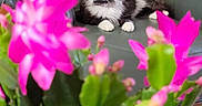 Luna a rejoint le concours — aidez-le/la à gagner de superbes lots ! cat, black_and_white, flower, pink_flower, green_leather_chair, indoor, pet, feline, sitting, relaxed, houseplant, blurred_foreground, closeup, colorful, cozy, domestic, animal, fur, whiskers, paws