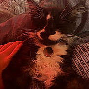 Luna participe au concours pour gagner de l'argent avec cette photo : cat, black_and_white, fluffy, pet, indoor, cozy, resting, hand, fabric, pattern, whiskers, fur, closeup, domestic_animal, animal, cute, sleepy, relaxed, warm_light, companion