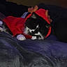 Luna participe au concours pour gagner de l'argent avec cette photo : cat, black_and_white, sleeping, red_hoodie, reindeer_ears, blanket, cozy, indoors, pet, feline, cute, resting, soft_texture, animal_clothing, holiday, relaxed, domestic_animal, fur, paws, night
