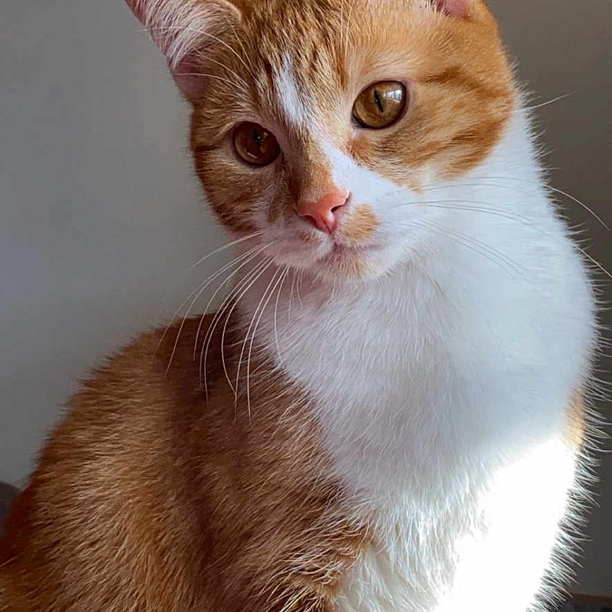 Lalo joined the competition — help win amazing prizes! abyssinian, angora, animal, cat, kitten, manx, pet, siamese