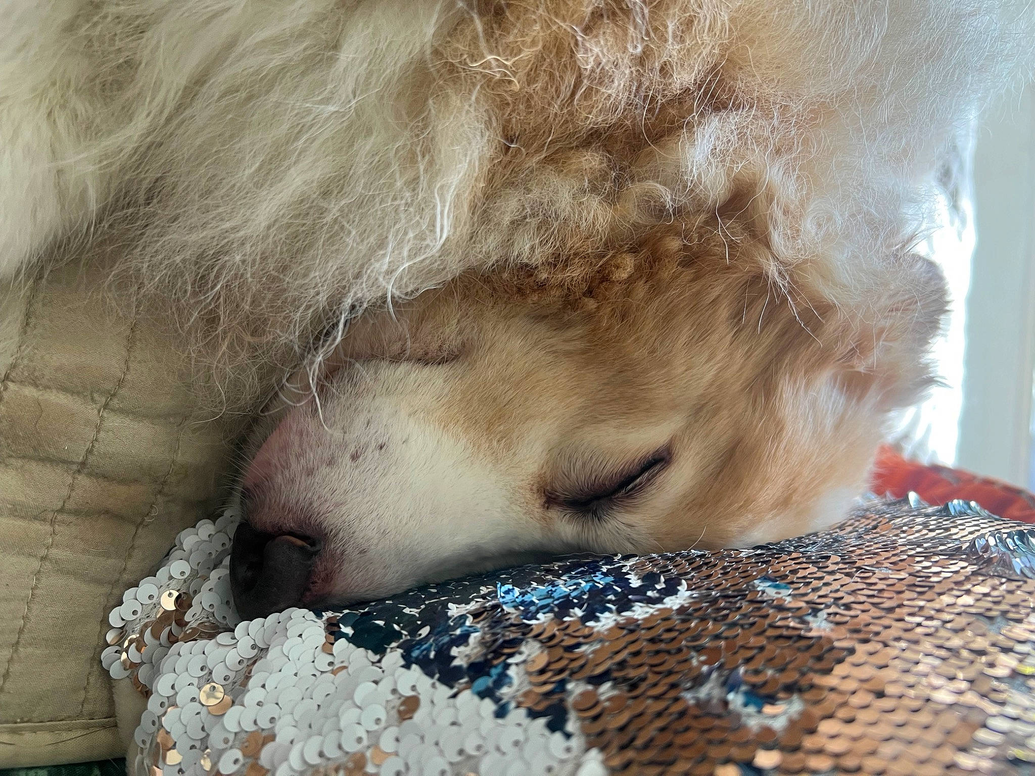 Jake is registered to the contest to win money with this photo: big_cats, canidae, carnivore, claw, companion_dog, dog_breed, fawn, felidae, fur, human_leg, lion, mammal, nap, paw, small_to_medium_sized_cats, snout, sporting_group, terrestrial_animal, whiskers, wildlife