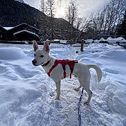 Snow participe au concours pour gagner de l'argent avec cette photo : dog, white_dog, snow, snowy_path, harness, leash, trees, mountain, fence, winter, outdoor, animal, canine, nature, sky, cloudy, rural, landscape, walking, pet
