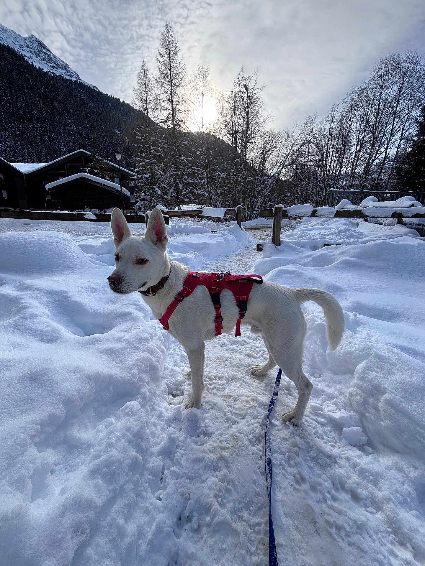 Snow participe au concours pour gagner de l'argent avec cette photo : dog, white_dog, snow, snowy_path, harness, leash, trees, mountain, fence, winter, outdoor, animal, canine, nature, sky, cloudy, rural, landscape, walking, pet