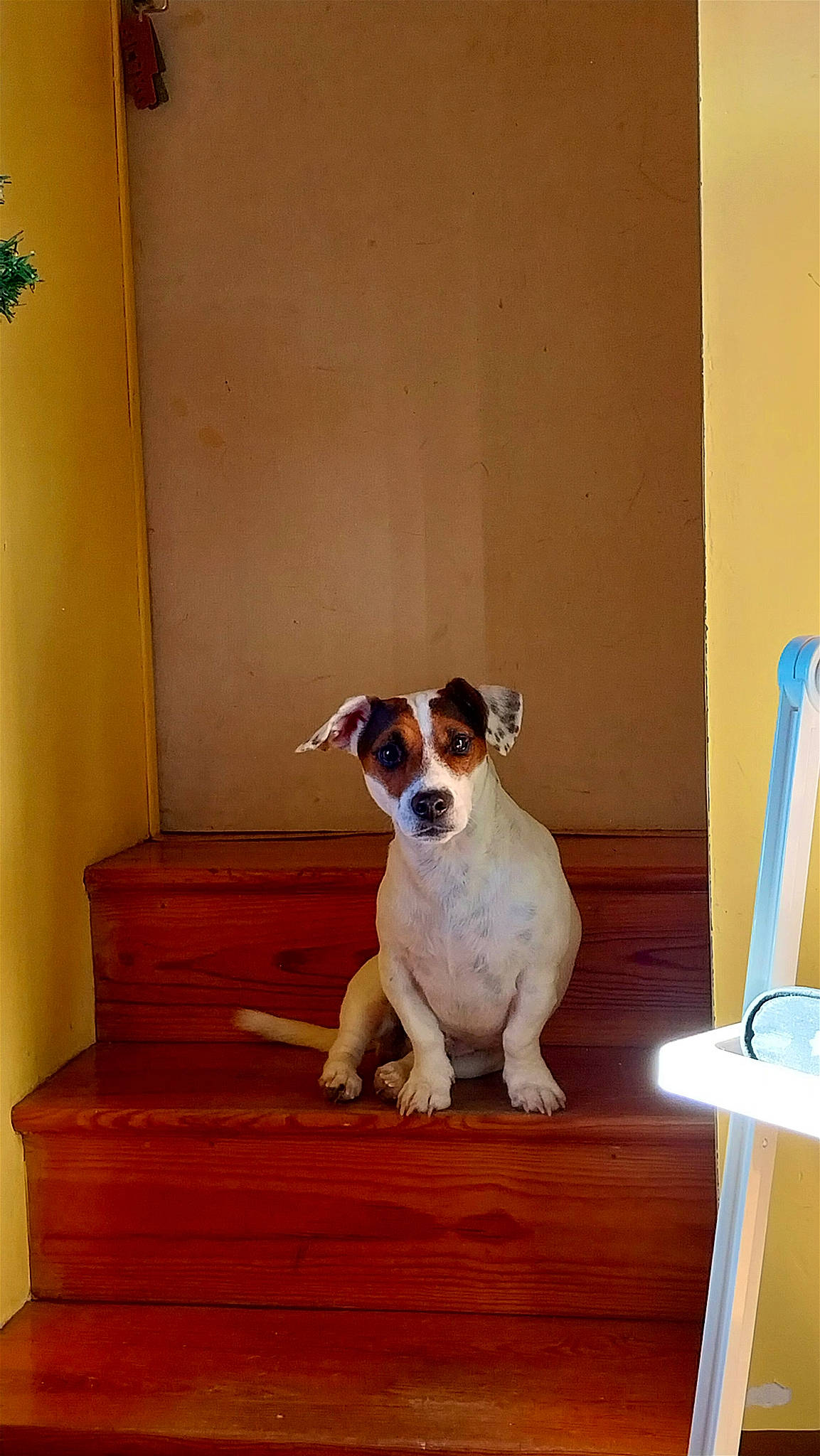 Lary participe au concours pour gagner de l'argent avec cette photo : art, carnivore, companion_dog, dog, dog_breed, door, fawn, floor, flooring, hardwood, pet_supply, room, snout, stairs, table, tail, varnish, whiskers, wood, working_animal