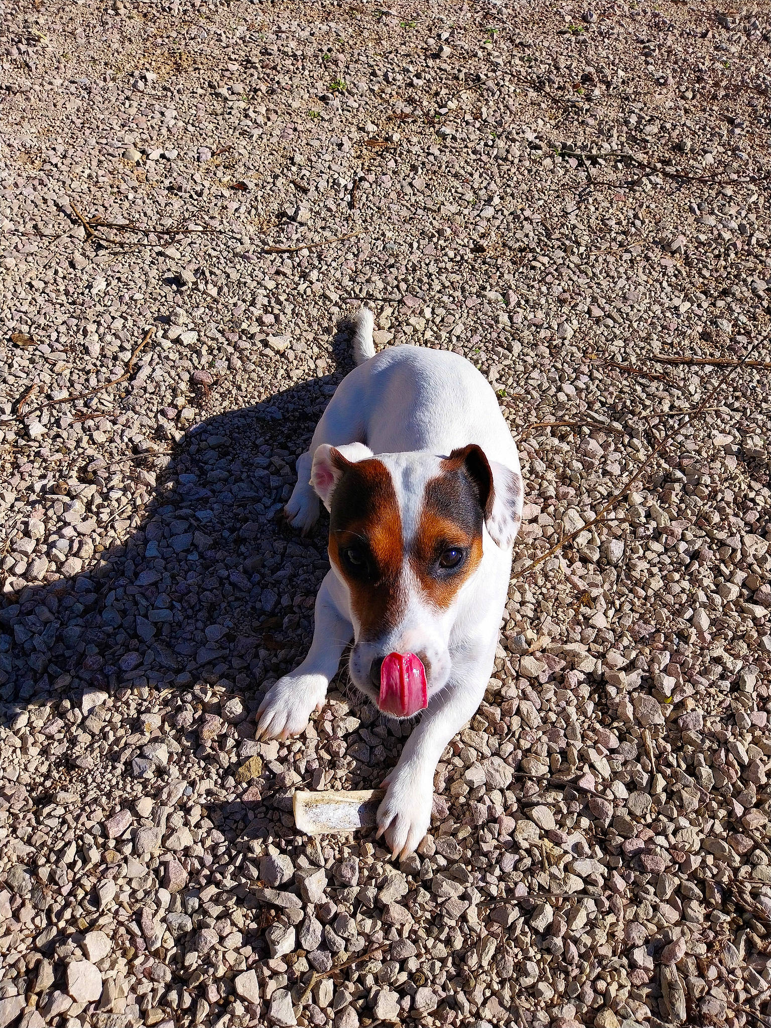 Lary participe au concours pour gagner de l'argent avec cette photo : asphalt, canidae, carnivore, companion_dog, dog, dog_breed, fawn, hunting_dog, non_sporting_group, paw, road_surface, shadow, snout, soil, sporting_group, tail, terrier, working_animal, working_dog