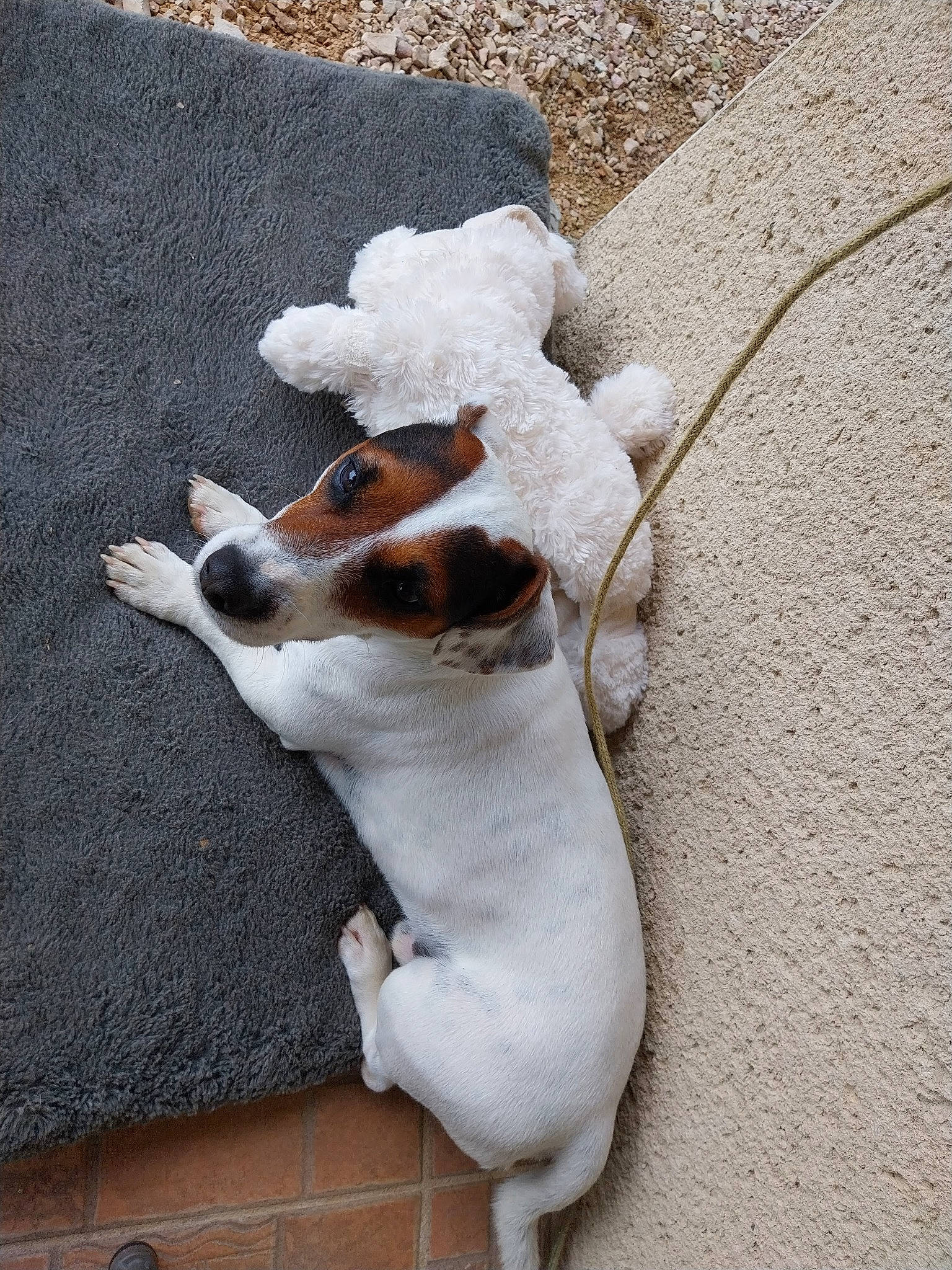 Lary participe au concours pour gagner de l'argent avec cette photo : canidae, carnivore, companion_dog, concrete, dog, dog_breed, fawn, fur, non_sporting_group, paw, puppy, road_surface, snout, sporting_group, street_dog, tail, whiskers, working_animal