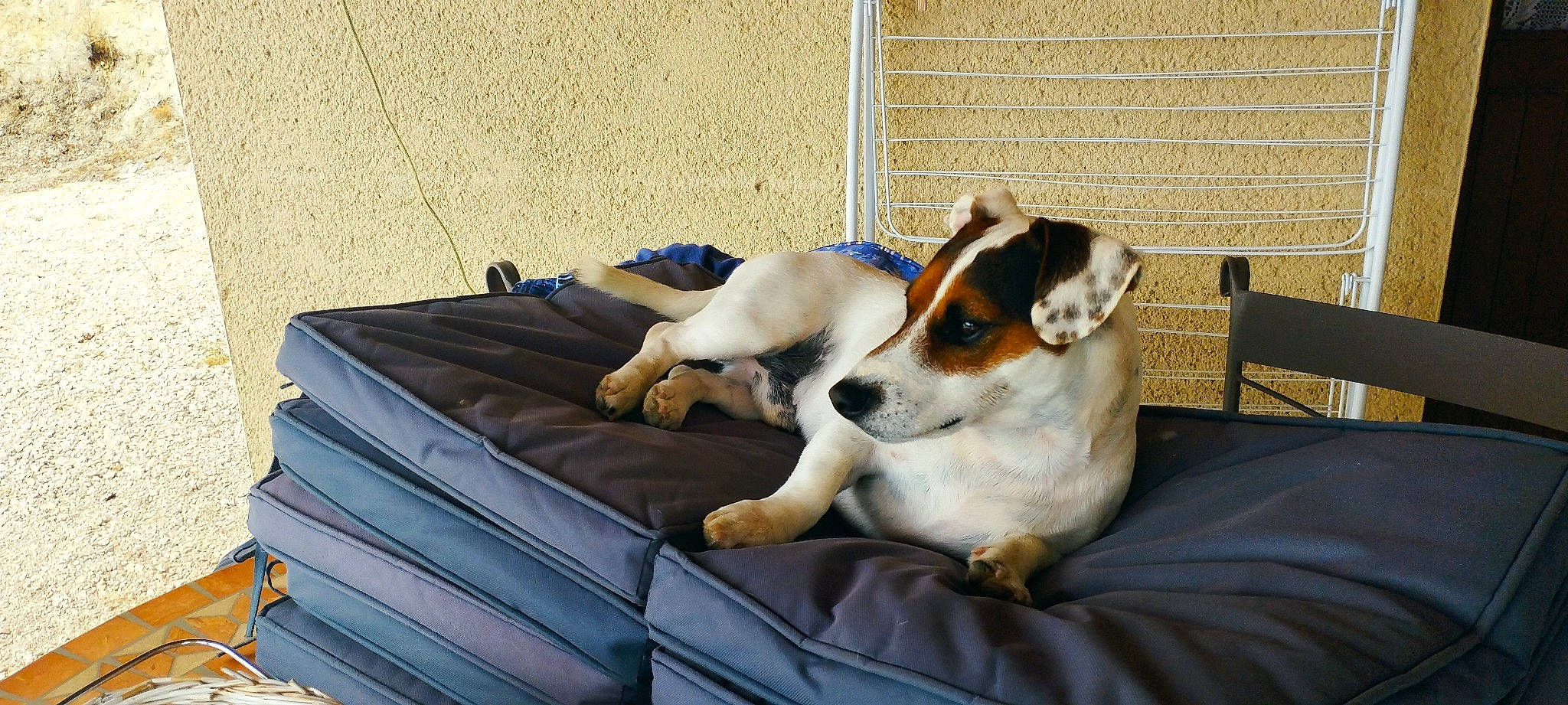 Lary participe au concours pour gagner de l'argent avec cette photo : carnivore, chair, comfort, companion_dog, couch, dog, dog_breed, dog_supply, hound, linens, non_sporting_group, paw, room, scent_hound, sporting_group, toy_dog, working_animal