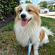 Sushi is registered to the contest to win money with this photo: animal, canine, collar, cute, daytime, dog, fluffy, friendly, fur, grass, happy, leash, nature, outdoor, park, pet, smiling, suburban, tongue_out, walking