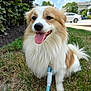 animal, canine, collar, cute, daytime, dog, fluffy, friendly, fur, grass, happy, leash, nature, outdoor, park, pet, smiling, suburban, tongue_out, walking