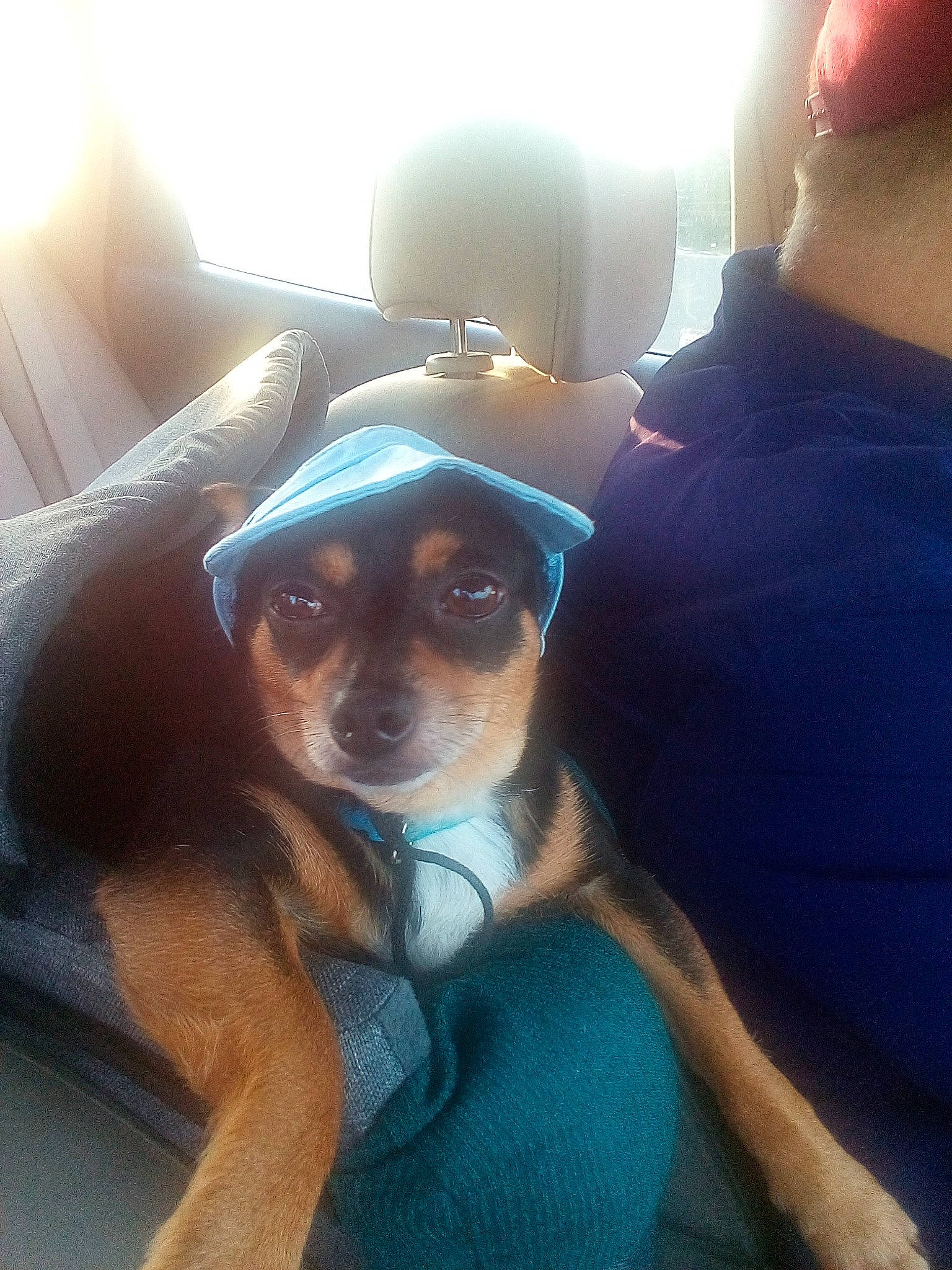 Sir Cookie is registered to the contest to win money with this photo: canidae, carnivore, comfort, companion_dog, dog, dog_breed, eyewear, fawn, glasses, goggles, hat, head_restraint, snout, sporting_group, sunglasses, t_shirt, vehicle_door, vision_care, whiskers, window