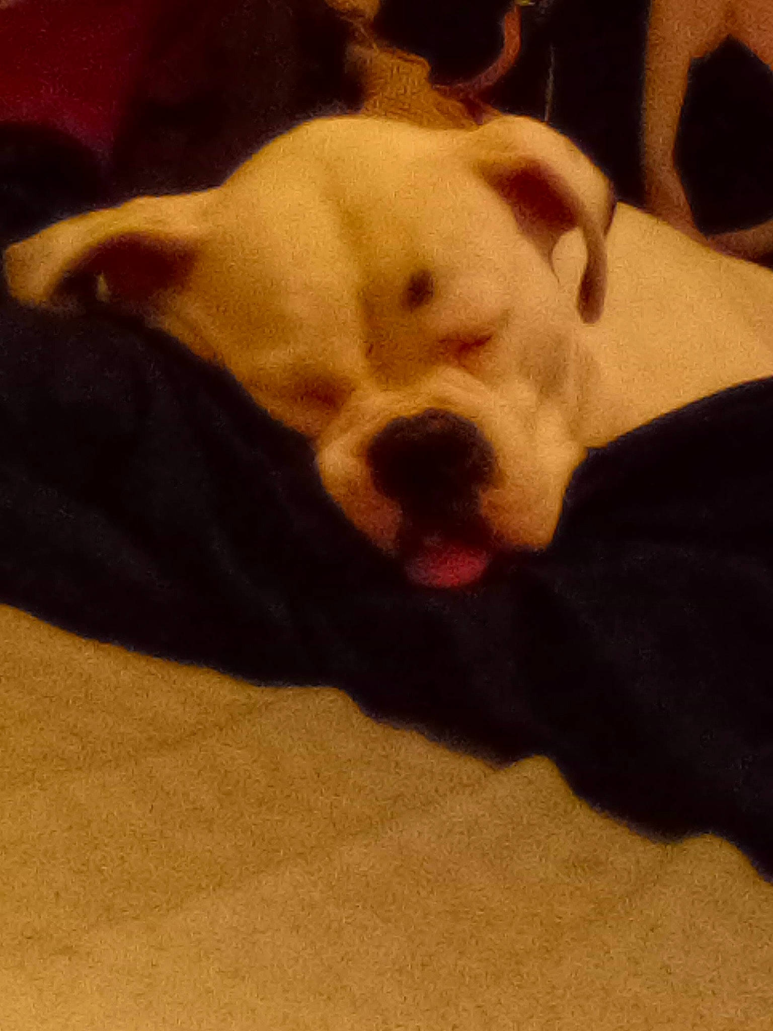 Lucky is registered to the contest to win money with this photo: canidae, carnivore, comfort, companion_dog, dog, dog_breed, ear, fawn, flooring, fur, paw, pet_supply, selfie, snout, sporting_group, tail, terrestrial_animal, whiskers, wood, working_animal