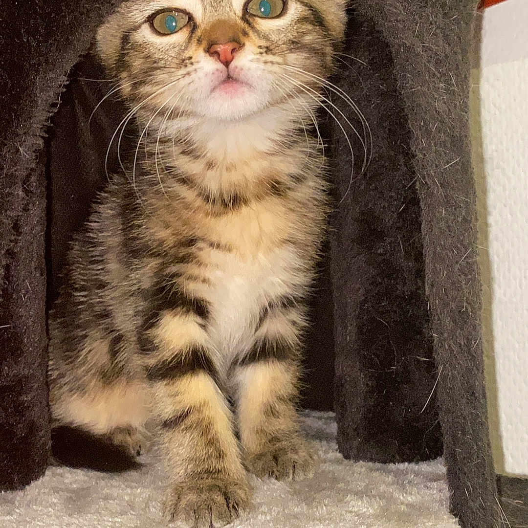 Rubis a rejoint le concours — aidez-le/la à gagner de superbes lots ! abyssinian, animal, blanket, cat, den, doghouse, fireplace, indoors, kennel, kitten, manx, pet, siamese