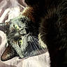Indigo is registered to the contest to win money with this photo: cat, cats, black_cat, green_eyes, furry, whiskers, animal, pet, lying_down, upside_down, sunlight, sunbeam, bed, blanket, indoor, portrait, close_up, photobomb, heart_emoji, relaxed
