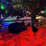 Indigo is registered to the contest to win money with this photo: cat, black_cat, christmas_tree, holiday, festive, christmas_lights, red, tree_skirt, sequins, indoors, decoration, ornament, glowing_lights, sitting, animal, pet, fur, eyes, living_room, portrait