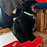 cat, black_cat, pet, animal, yawning, open_mouth, teeth, pink_tongue, collar, bell, sitting, shoebox, nike, red_box, indoors, home, laundry, furniture, carpet, funny