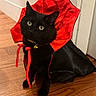 Indigo is registered to the contest to win money with this photo: cat, black_cat, pet, animal, umbrella, costume, cape, red, black, collar, bell, leash, indoor, hallway, wood_floor, portrait, sitting, green_eyes, dramatic, photography