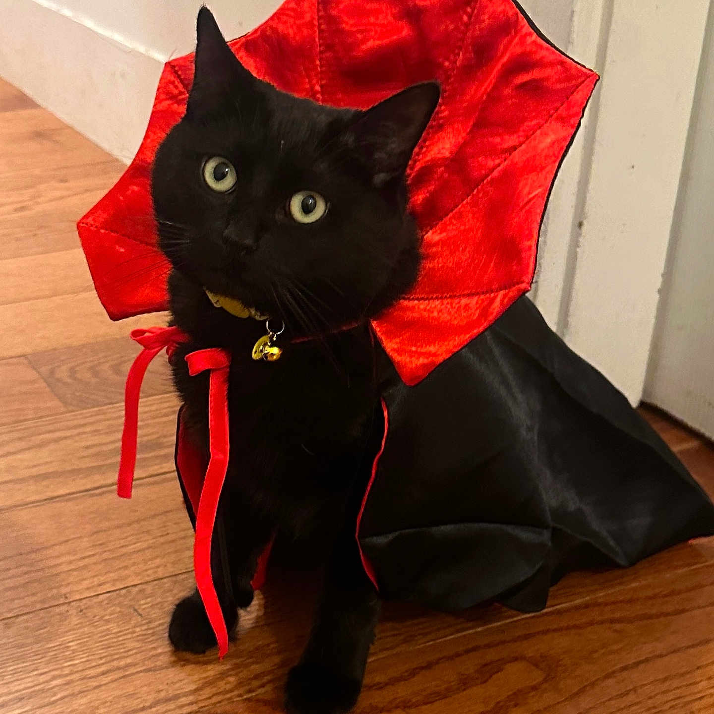 Indigo is registered to the contest to win money with this photo: cat, black_cat, pet, animal, umbrella, costume, cape, red, black, collar, bell, leash, indoor, hallway, wood_floor, portrait, sitting, green_eyes, dramatic, photography