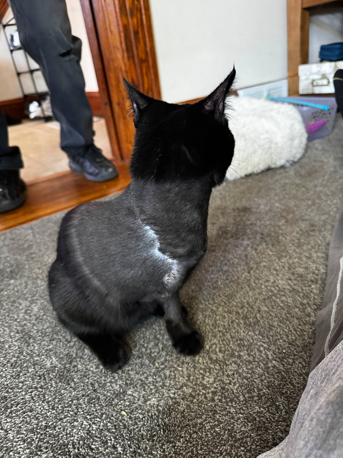 accessories, adult, animal, bag, blackcat, cat, clothing, footwear, handbag, hardwood, indoors, interiordesign, male, man, manx, pants, person, pet, shoe, wood